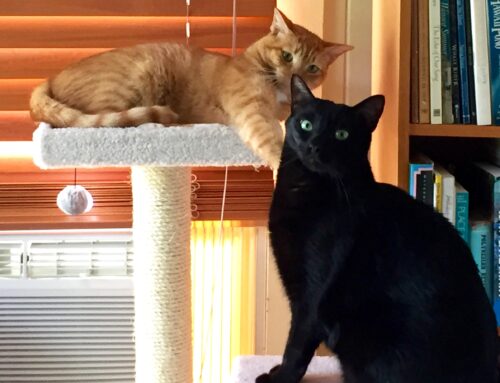 Victory at sea,  “438 Days”